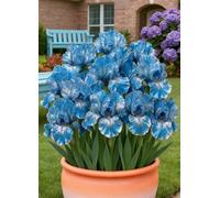 Gli iris sono versatili - Aggiungi colori tenui e naturali ad aiuole e vialetti.-8Bulbi-Z