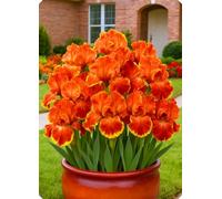 Gli iris sono versatili - Perfetti per creare decorazioni romantiche.-6Bulbi-R