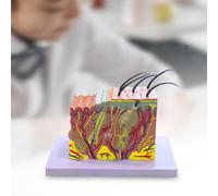 Gli studenti di scienze del modello umano anatomico medico mostrano medica in