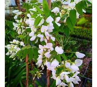 Glicine a Fiore Bianco, 2 piante alte 100/120 cm, vaso 16