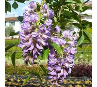 Glicine a Fiore Viola, 2 piante alte 100/120 cm, vaso 16