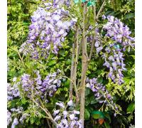 Glicine a Fiore Viola, 2 piante alte 40/60 cm, vaso 9