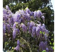 glicine balcone decorazione copertura del terreno estivi primaverili semi balcone 100pcs