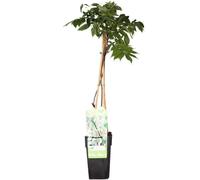 Glicine Bianco Wisteria Alba, Rampicante per Pergola, Vaso Ø15cm, H65cm