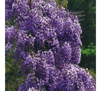 Glicine giapponese Violacea Plena 2L - È una pianta eccezionalmente longeva