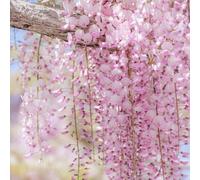 glicine giardino balcone semi di giardino bonsái interni resistenti interni esotici selvatici 10pcs