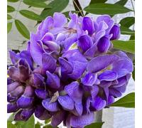 Glicine - in vaso decorative giardino balcone raro Vecchie 30semi