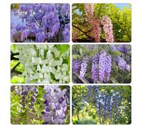 glicine rampicante semi giardino precoce 15pcs