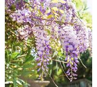 glicine semi biologici semi di selvatici balcone giardino di copertura terreno d'appartamento esotiche vaso 10pcs