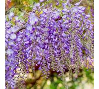 glicine semi di perenni resistenti balcone primavera acquistare semi selvatici balcone serrature 100pcs