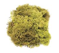 Glorex 6 3803 605 - islandmoos, 50 G, Colore: Verde Chiaro