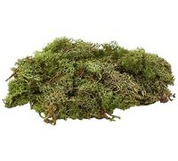 Glorex- Giocattolo Muschio d'Islanda, Colore Verde Scuro, 6 3803 606