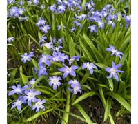 Gloria dei semi di neve decorazioni giardino per esterni organico raro esotico resistenti semi di come bomboniera per giardinieri estivi 450pcs