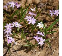 Gloria dei semi di neve raro balcone copertura del terreno per i luoghi soleggiati esotico vecchie varietà decorazioni giardino per esterni semi di selvatici 150pcs