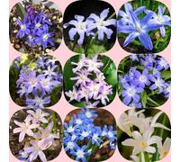 Gloria dei semi di neve resistenti per giardini rocciosi semi di selvatici organico per i luoghi soleggiati raro decorazioni giardino esterni estivi come 550pcs