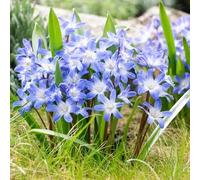 Gloria dei semi di neve semi di come bomboniera vecchie varietà estivi per giardinieri raro resistenti per giardini rocciosi selvatici esotico i 300pcs