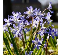 Gloria dei semi di neve semi di selvatici estivi resistenti raro per i luoghi soleggiati copertura del terreno vecchie 450pcs