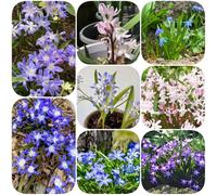 Gloria dei semi di neve vecchie varietà esotico semi di selvatici resistenti per giardini rocciosi raro decorazioni giardino per esterni i luoghi soleggiati come 400pcs