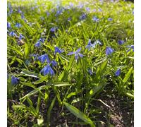 Gloria dei semi di neve vecchie varietà semi di come bomboniera selvatici balcone resistenti decorazioni giardino per esterni esotico per 350pcs