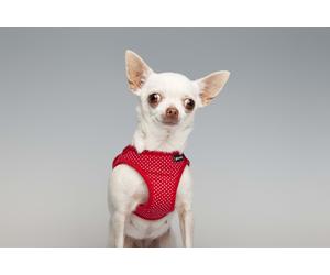 Gloria Pets Arnés / Dress Points L