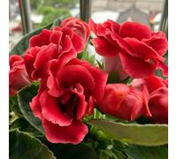 gloxinia giardino elevato bancale semi decorativi semi esotici resistenti giardino coperto 25pcs