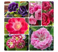 gloxinia - giardino semi di esotiche copertura terreno giardino balcone semi di resistenti balcone 150pcs