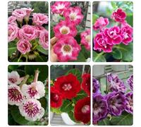 gloxinia selvatico, autunno, perenne arbusto farfalle estate semi interni tagliati giardino bonsái interni reali 50pcs