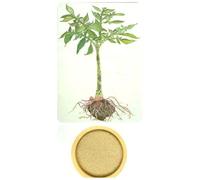 GLUCOMANNANO Radice Polvere Puro Meno FAME ASSORBIMENTO DIMAGRANTE Snellente 1KG