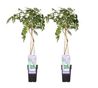 Glycine blu - Set di 2 - 65 cm - Ø15 - pianta da esterno rampicante