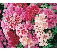 GODETIA A FIOR DI AZALEA MISCUGLIO NR.200 SEMI
