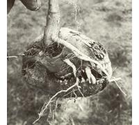 God's Bastard Last Standing Village (CD) EP