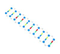 Gogogmee di Studio del Dna Kit Educativo Doppia di Struttura per Biologia Scolastica e Laboratorio Scientifico Interattivo
