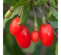 Goji Little Goji Pianta di Bacca di Goji Lycium Piante da Esterno Piante Amiche delle Api - Ideale per Aiuole, Bordure e altro