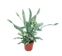 Gold spot fern "Blue Star", Phlebodium aureum, 12cm