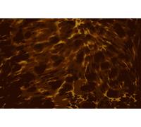 Golden Gate F-4113 - Battipenna per chitarra acustica, colore: Giallo marmo