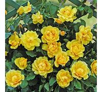 Golden Gate®, rosa rampicante in vaso di Rose Barni®, pianta rifiorente a mazzi, h. raggiunta fino a 5 metri, pianta di rosa resistente alle malattie, leggermente profumata, cod.18031