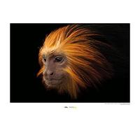 Golden-headed Lion Tamarin - Poster da parete, 70 x 50 cm, motivo: comar, stampa artistica (senza cornice), nazionale geografica