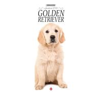 Golden retriever. Calendario 2026. Long