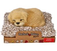 Golden retriever che abbaia sul suo cuscino