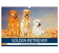Golden Retriever - Ein Freund auf vier Pfoten (Wandkalender 2026 DIN A3 quer), CALVENDO Monatskalender: In 13 wunderschönen Fotos stellt die ... Starick diese liebenswerte Hunderasse vor.