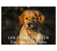 Golden Retriever - Ein Herz auf 4 Pfoten (Wandkalender 2026 DIN A2 quer), CALVENDO Monatskalender: Golden Retriever auf 13 wunderschönen Fotos durch alle Jahreszeiten
