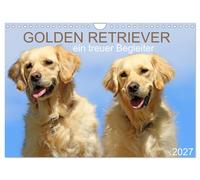 Golden Retriever ein treuer Begleiter (Wandkalender 2027 DIN A4 quer), CALVENDO