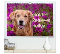 Golden Retriever Hailey Fotokalender (hochwertiger Premium Wandkalender 2026 DIN A2 quer), Kunstdruck in Hochglanz: Außergewöhnliche Fotos vom Leben der Golden Retriever Hündin Hailey.