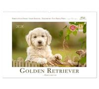 Golden Retriever... Herzenshunde (Wandkalender 2026 DIN A2 quer), CALVENDO Monatskalender: Zauberhafte Golden Retrieverfotos begleiten Sie durch das Jahr