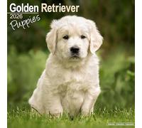 Golden Retriever Puppies 2026 Calendar | Square Wall Calendar | Dog Breed Gift | Plastic Free Packaging | by Avonside Publishing