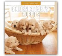 Golden Retriever Puppies - Golden Retriever Welpen 2026 - 16-Monatskalender: Original Red Robin Publishing Ltd-Kalender [Mehrsprachig] [Kalender]