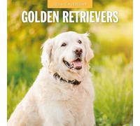 Golden Retrievers - Calendario da parete quadrato 2026 Red Robin Publishing