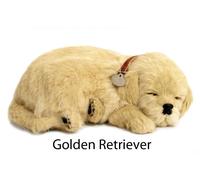 Adotta il cucciolo di Golden Retriever che respira