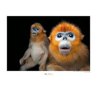 Golden Snub-nosed Monkey - Dimensioni: 70 x 50 cm - Comar, stampa artistica da parete (senza cornice), National Geographic