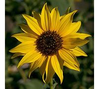 GOLDEN SUNFLOWERS 100 freshly harvested organic seeds, the CLASSIC sunflower:Seeds:packing seeds only